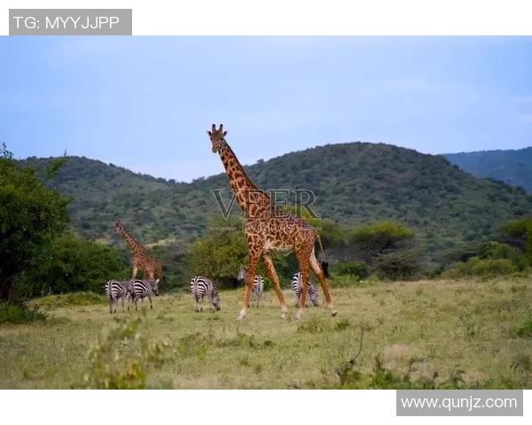马内的足球之路：从非洲草原到欧洲顶级联赛的辉煌历程