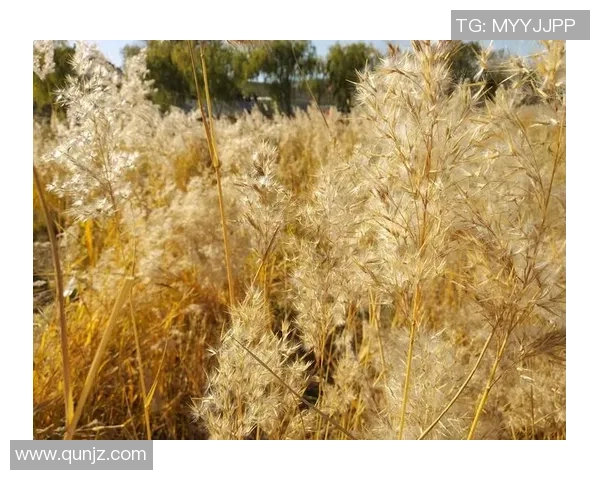 与赵芳畅聊排球生涯的点滴回忆与成长历程